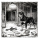 Illustration Tierheimmomente: Hund im Tierheim mit dem Spruch 'Sei immer schlauer als der Hund'